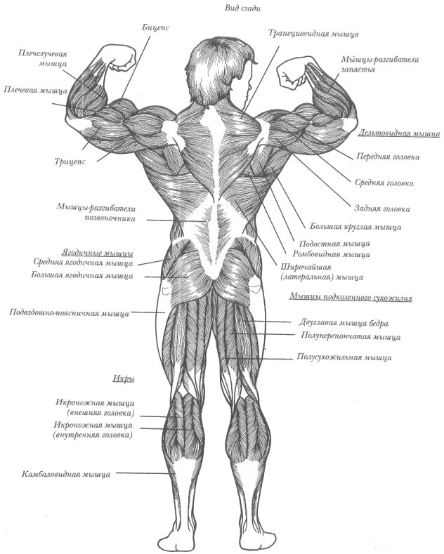 Основные группы мышц (вид сзади).