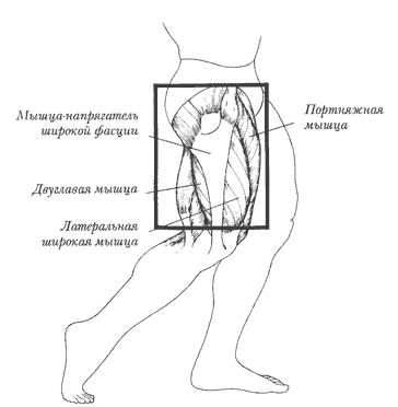 МЫШЦЫ БЕДРА: мышца-напрягатель широкой фасции, двуглавая мышца, латеральная широкая мышца, портняжная мышца